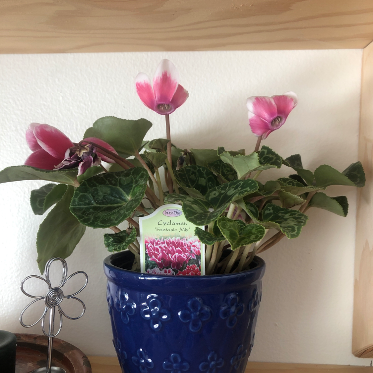 Healthy pink flowering Persian Cyclamen plant in blue polka dot pot indoors.