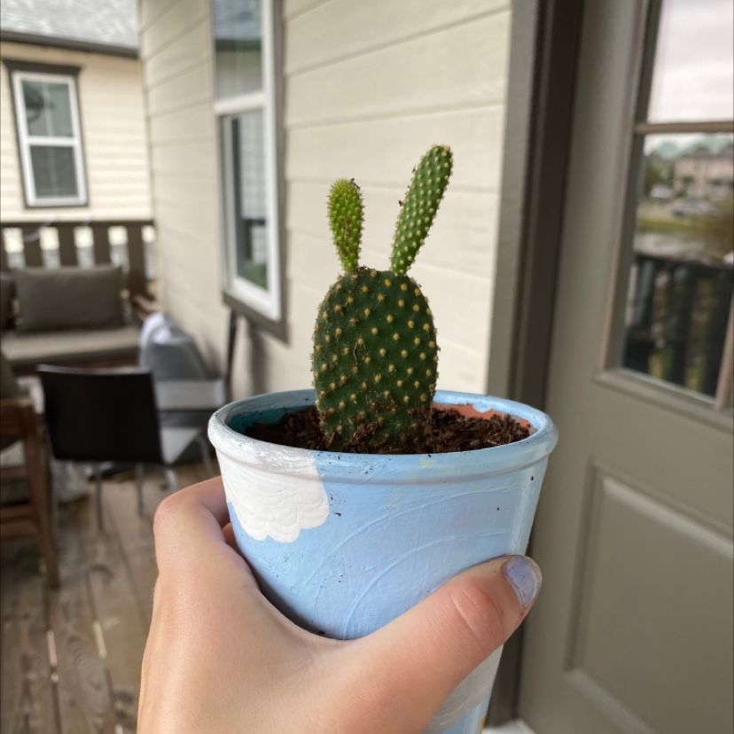 Plant care for Behartii on Greg, the plant care app