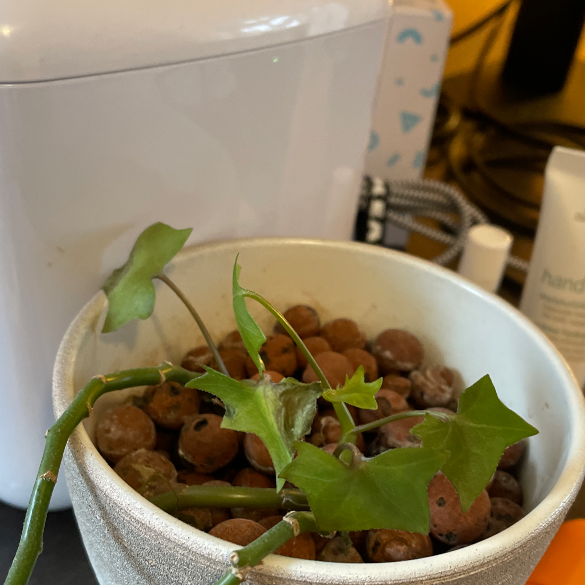 Potted Cape Ivy plant with green leaves in a pot with clay pebbles.