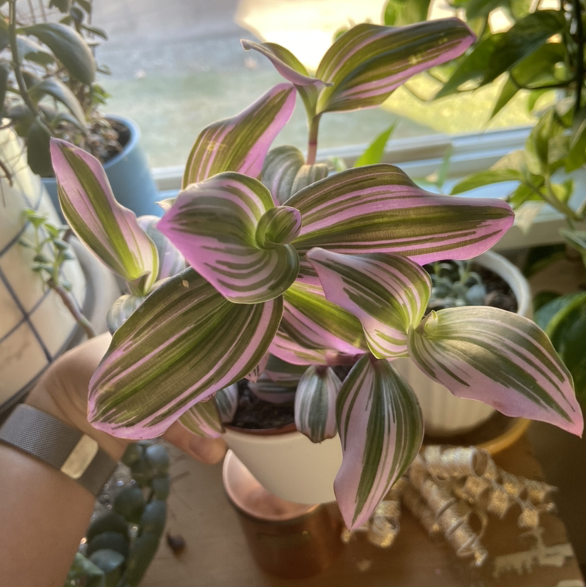 Healthy variegated small-leaf spiderwort plant with vibrant green and magenta striped leaves in a beige ceramic pot.