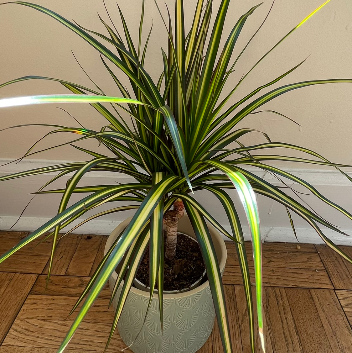 Best Soil Potting Mix for Dracaena marginata 'Bicolor'