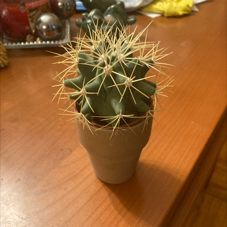 Healthy spherical Pediocactus simpsonii cactus in ceramic pot with long white spines on distinct ridges, Christmas decor in background.