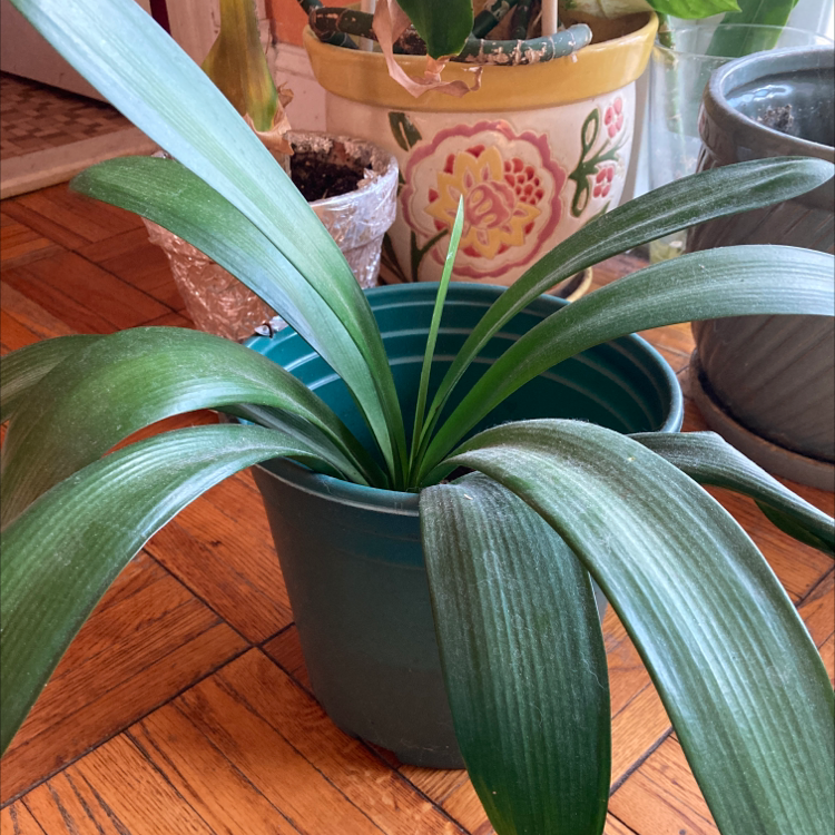 Potted Bush Lily with long green leaves, indoors on wooden floor.