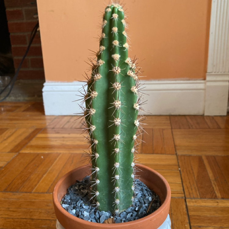 Columnar Cactus in a pot with gravel, healthy and well-framed.