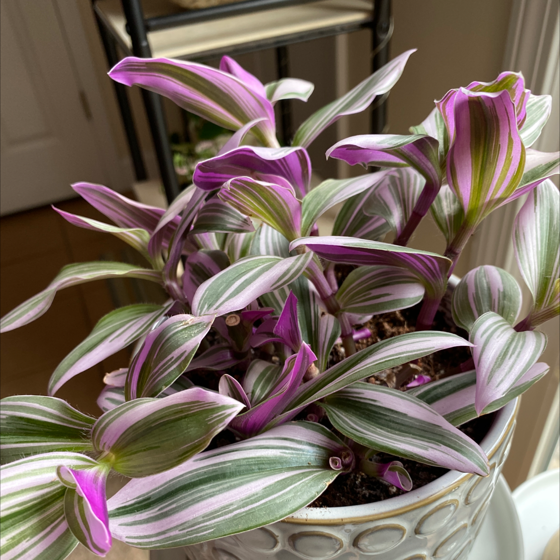 Tradescantia Nanouk plant photo by @botanicallizzy named Alexis Rose on Greg, the plant care app.