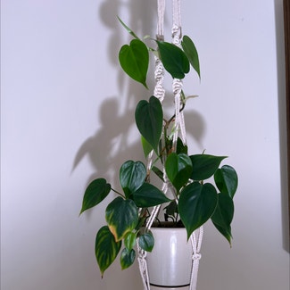 Heartleaf Philodendron plant in Waltham, Massachusetts