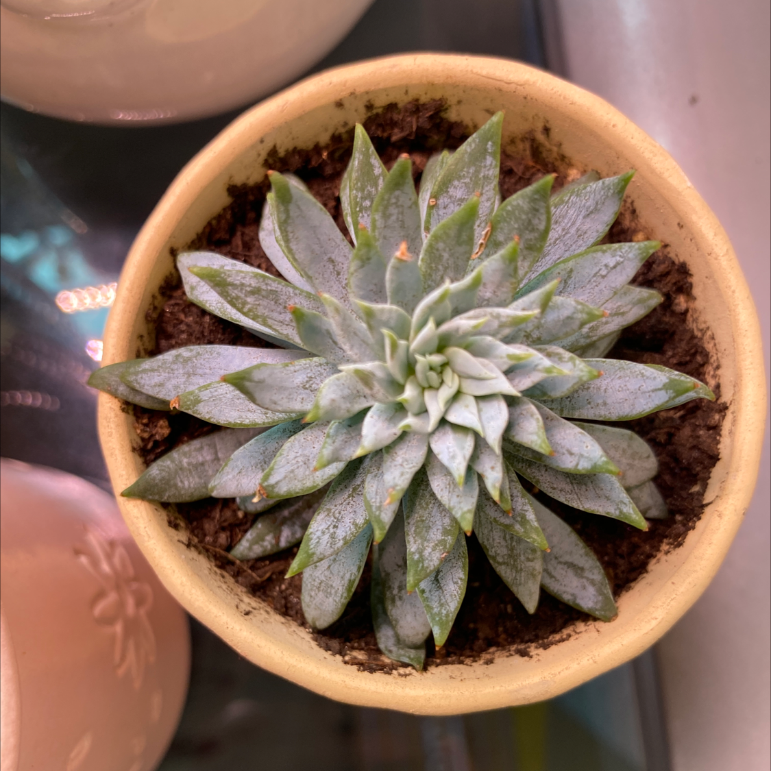 Photo of the plant species Miniature Echeveria  by @botanicallizzy named Lola on Greg, the plant care app