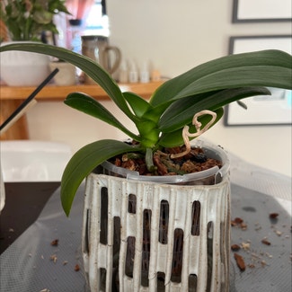 Phalaenopsis Orchid plant in Waltham, Massachusetts
