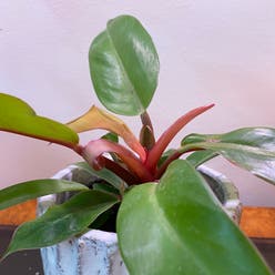 Philodendron 'Prince of Orange' plant