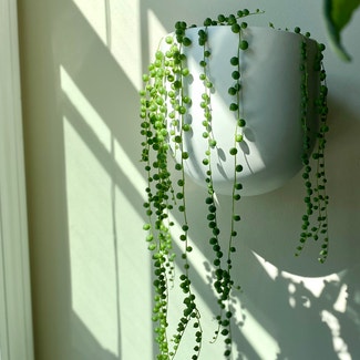 String of Pearls plant in Waltham, Massachusetts