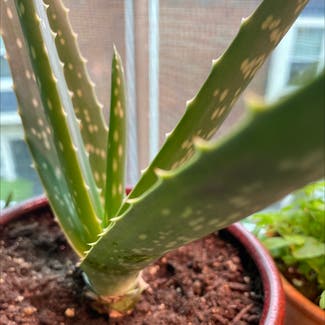Aloe Vera plant in Waltham, Massachusetts