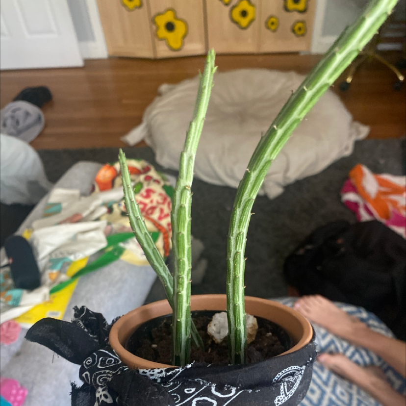 Potted Stapelia Planiflora Jacq. plant with three stems, well-framed and healthy.