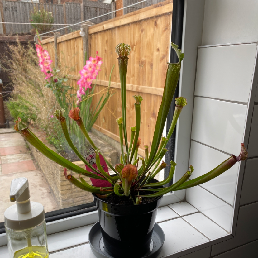 White Topped Pitcher Plant on a windowsill with visible soil and garden in the background.