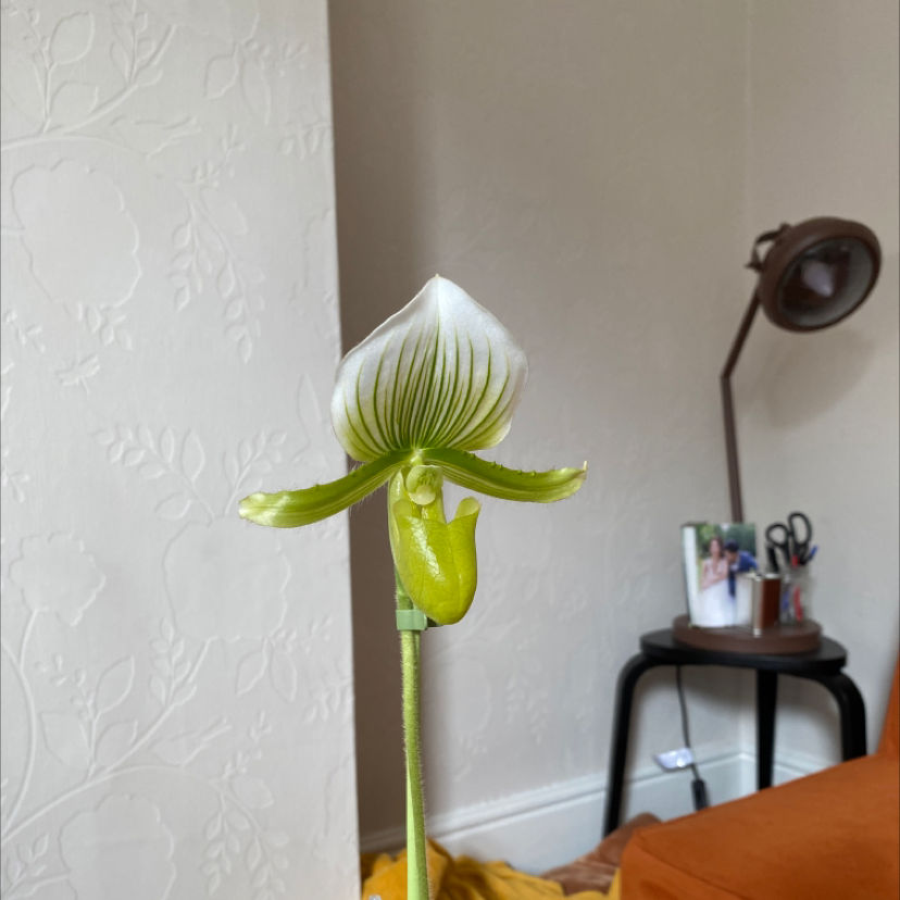 Photo of the plant species Paphiopedilum 'Maudiae Femma' by Jo named Big mouth on Greg, the plant care app