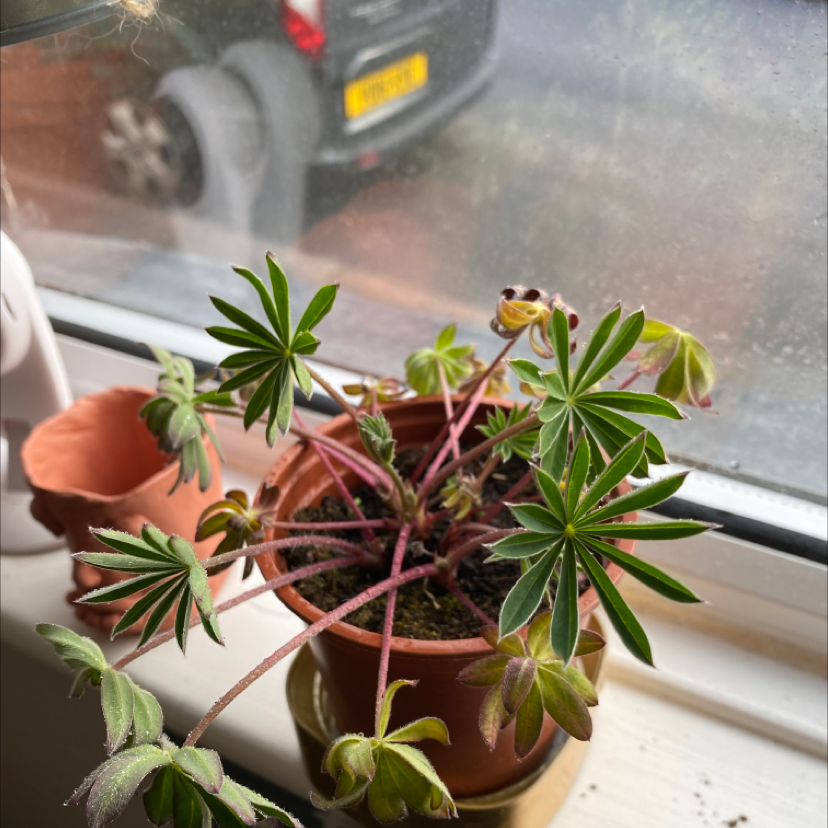 Potted Big-Leaved Lupine with some yellowing and browning leaves on a windowsill.