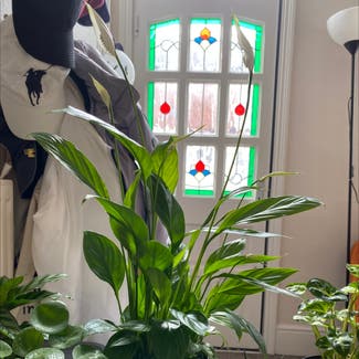 Peace Lily plant in Nottingham, England