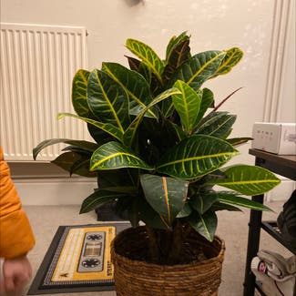 Gold Dust Croton plant in Nottingham, England