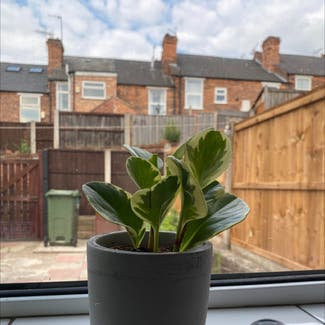 Baby Rubber Plant plant in Nottingham, England