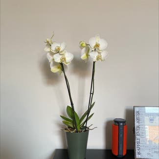 Phalaenopsis Orchid plant in Nottingham, England