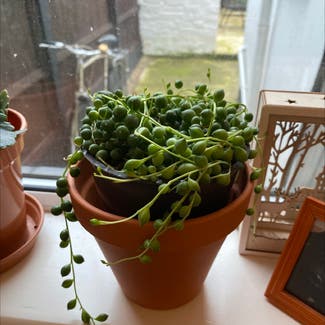 String of Pearls plant in Nottingham, England