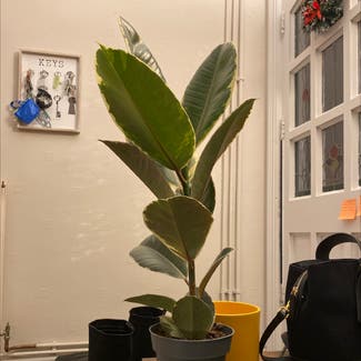 Rubber Plant plant in Nottingham, England