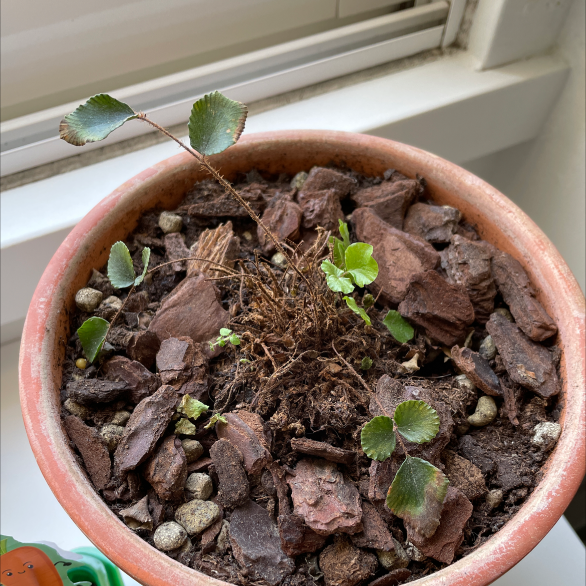 Potted Pellaea rotundifolia plant with some brown and green leaves, placed near a window.