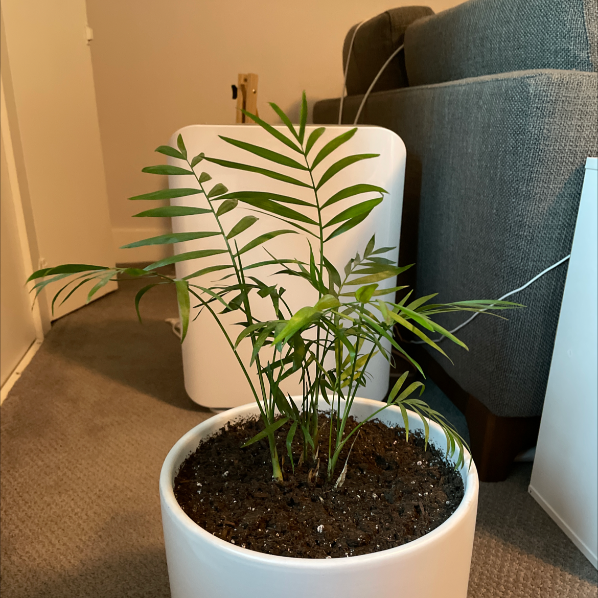 Indoor potted Bamboo Palm plant with green leaves and visible soil.