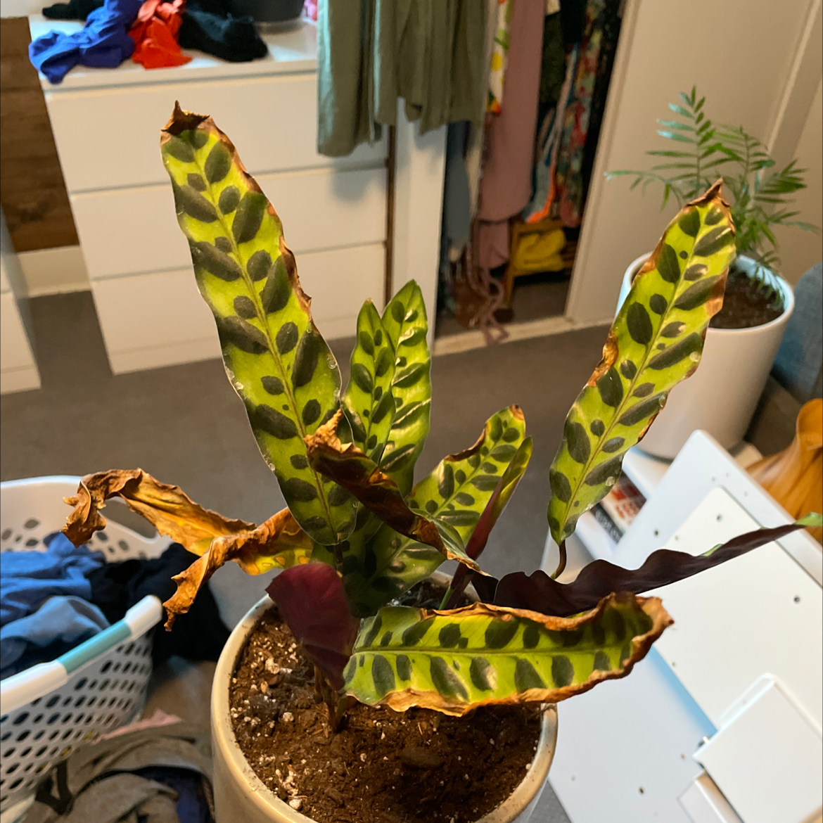 Rattlesnake Plant plant photo by @tinybabysloth named Rattlesnake on Greg, the plant care app.