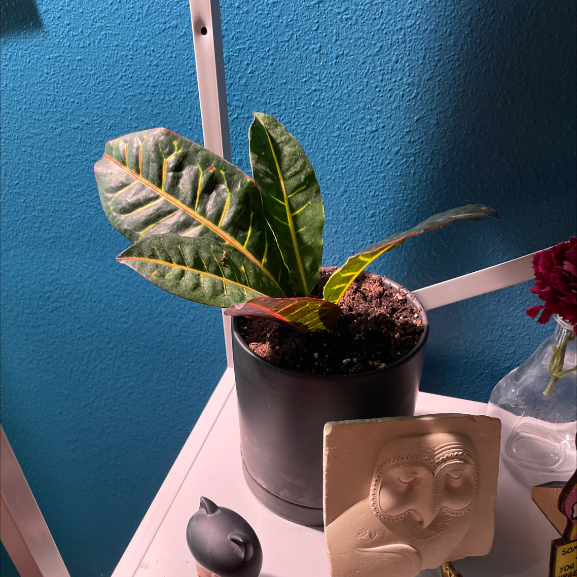 Gold Dust Croton plant photo by @tinybabysloth named Croton on Greg, the plant care app.
