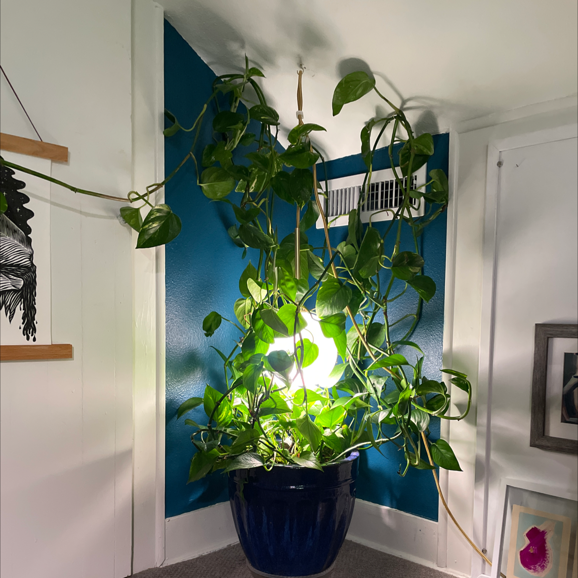 Taro Vine plant photo by @tinybabysloth named Pothos on Greg, the plant care app.