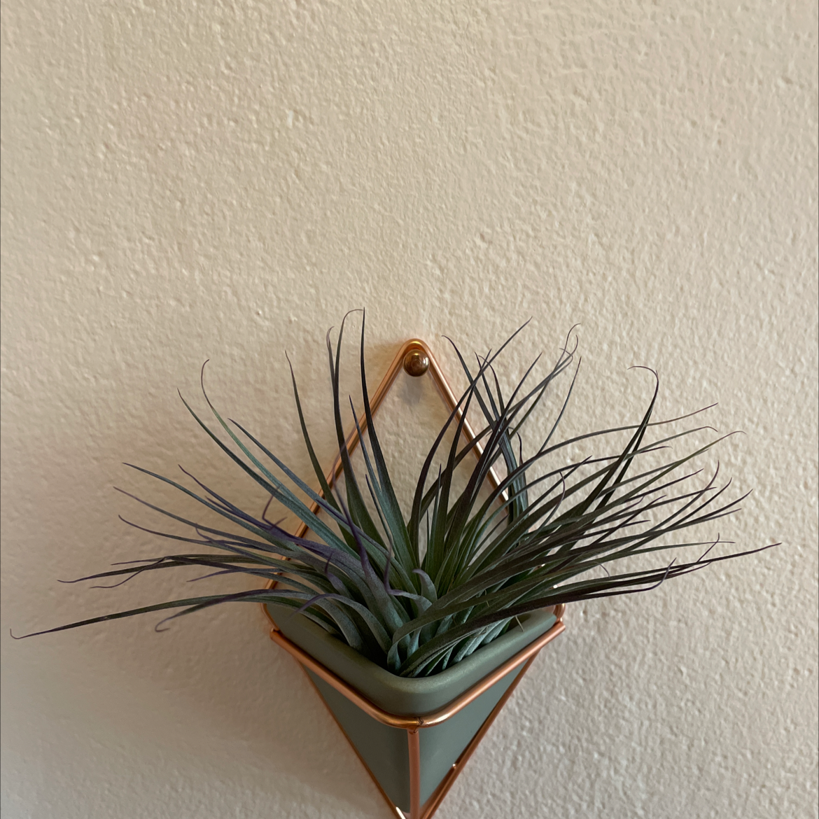 Photo of the plant species Giant Airplant by @tinybabysloth named Air plant on Greg, the plant care app