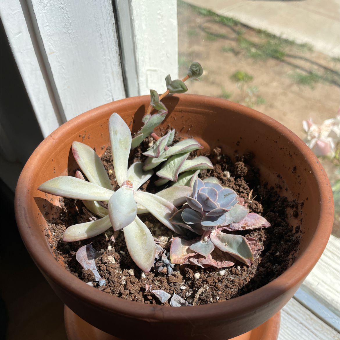 Ghost Plant plant photo by @tinybabysloth named Ghost on Greg, the plant care app.