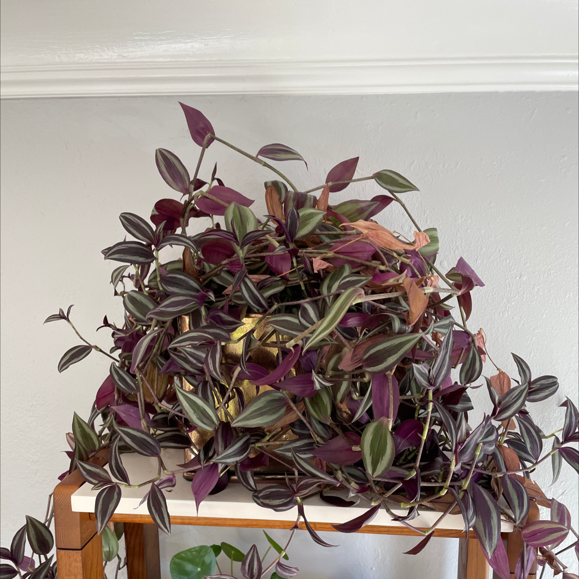 Spiderwort plant photo by @tinybabysloth named Zebrina on Greg, the plant care app.