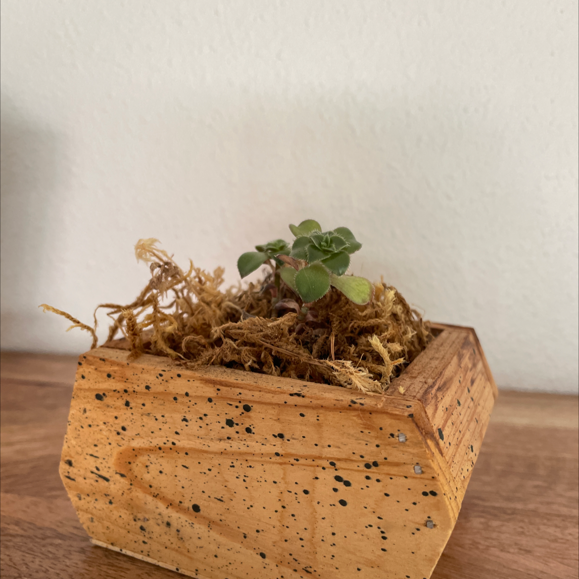 Elephant Bush plant photo by @tinybabysloth named Elephant bush on Greg, the plant care app.