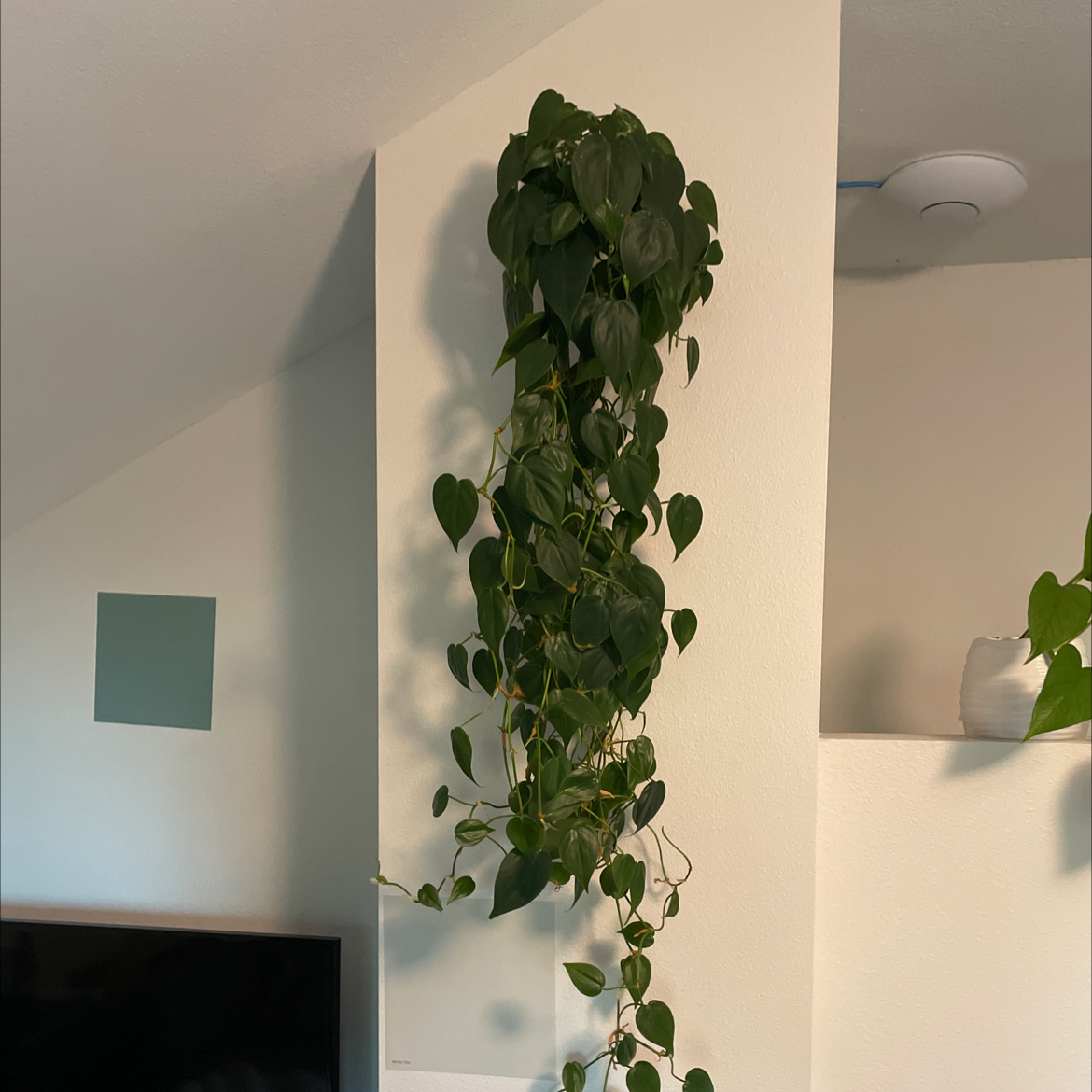 Philodendron Scandens plant photo by @tinybabysloth named Heart leaf on Greg, the plant care app.