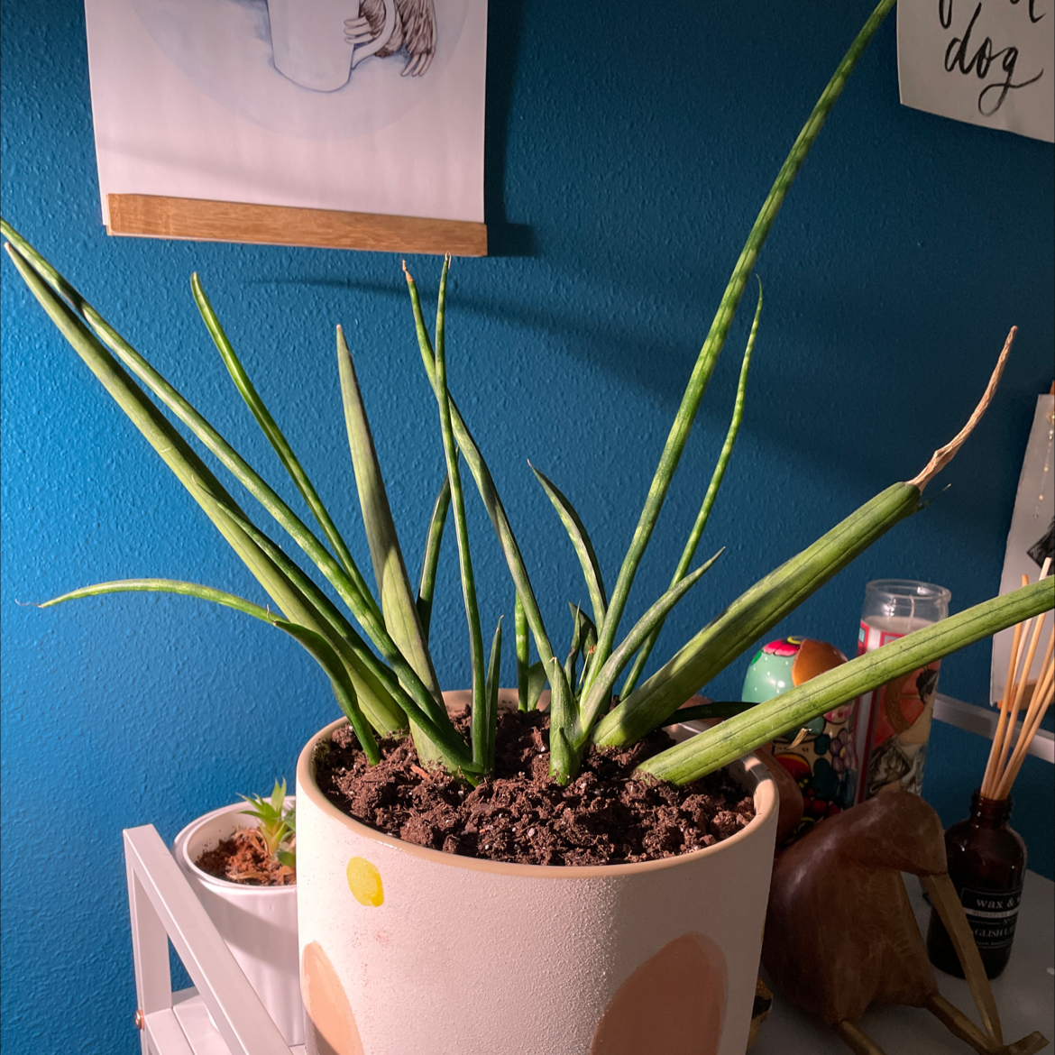 Cylindrical Snake Plant plant photo by @tinybabysloth named Snake on Greg, the plant care app.
