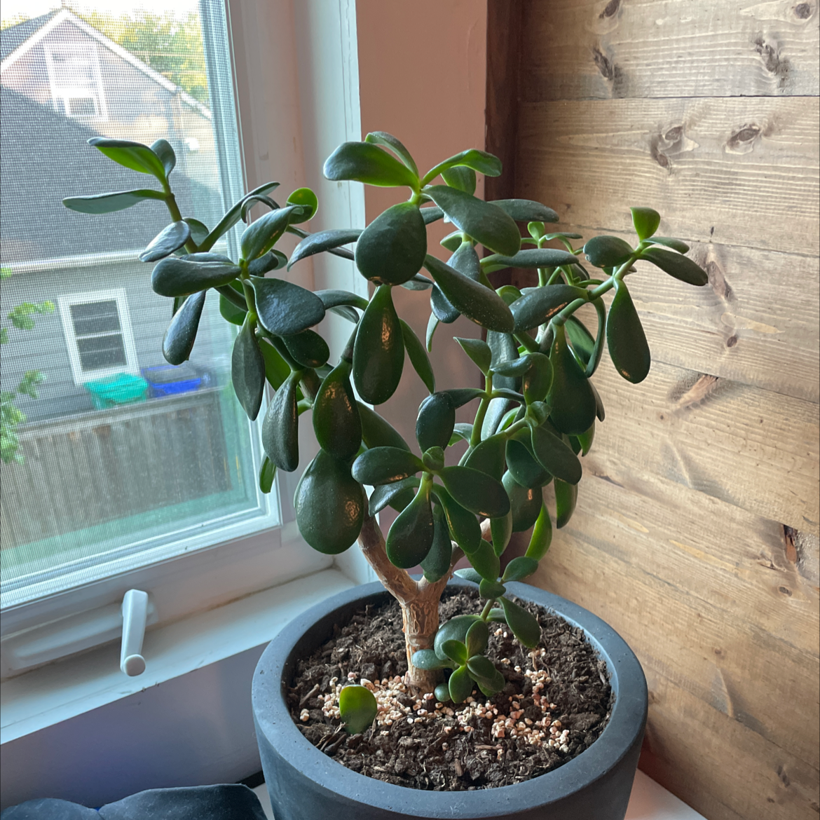 Lucky Plant plant photo by @tinybabysloth named Jade Ginny on Greg, the plant care app.