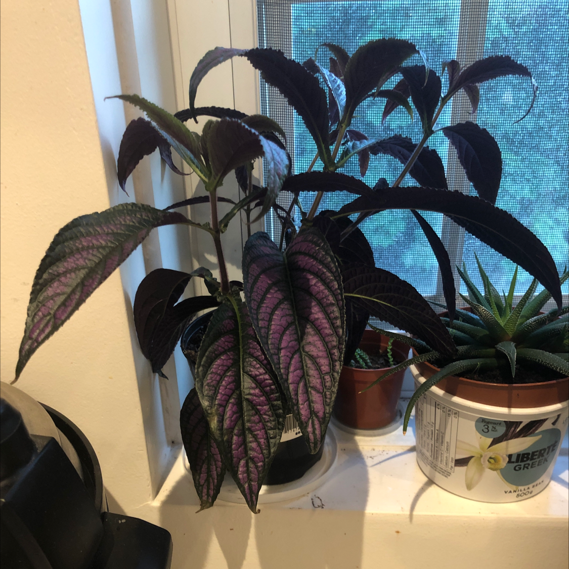 Photo of the plant species Strobilanthes dyerianus by Tom named Einstein on Greg, the plant care app