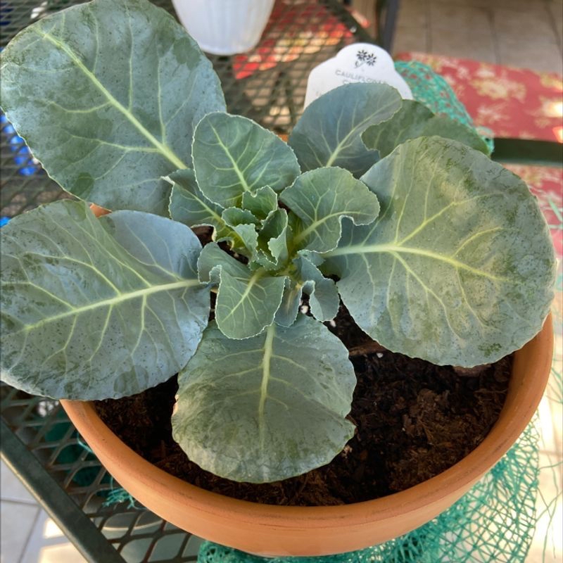 Potted young wild cabbage plant with large, round, blue-green leaves arranged in a rosette pattern, sitting on a colorful geometric mat.