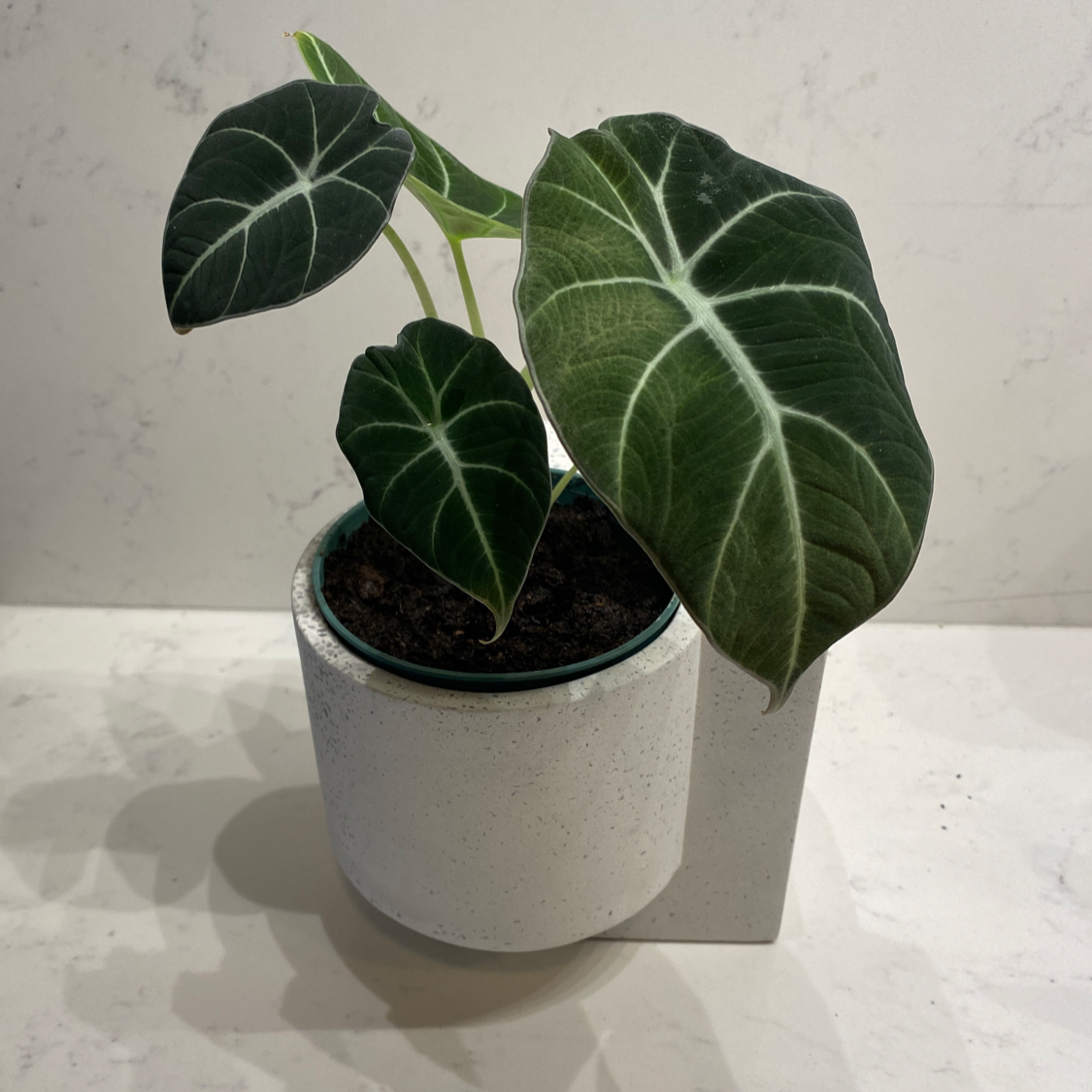 Healthy Blushing Philodendron plant with dark green leaves and light veining in a white pot, cleanly photographed.
