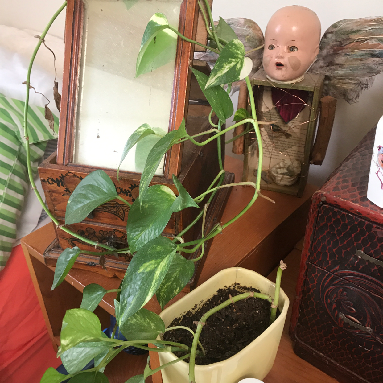 Healthy jade pothos houseplant with vibrant green leaves growing next to an unsettling doll head sculpture.