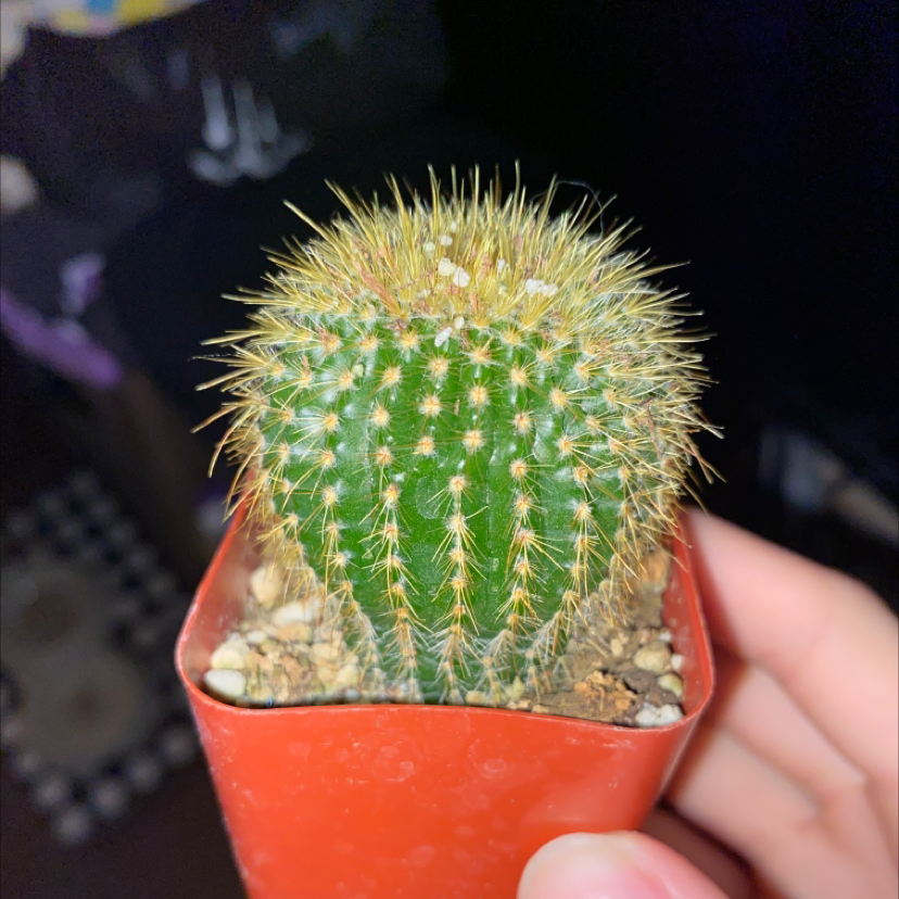 Healthy, thriving Echinocactus platyacanthus cactus in small orange pot, covered in long thin spines forming lacelike pattern, held by human hand.
