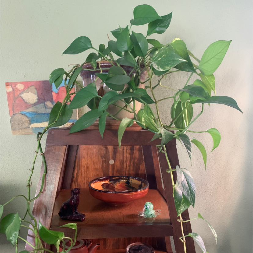 Jade Pothos plant photo by @Sham named Maya on Greg, the plant care app.