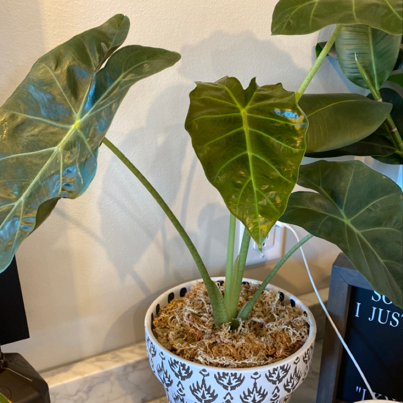 Potted Giant Taro plant with large green leaves, some yellowing and browning, in a decorative pot.