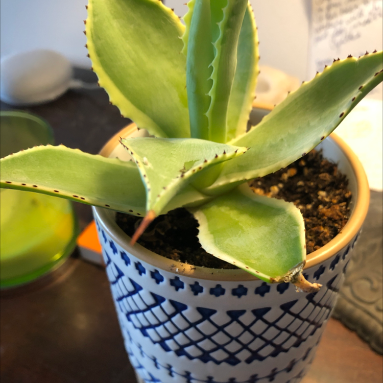Closeup of a healthy young century plant in a blue and white ceramic pot, showing thick green serrated leaves.