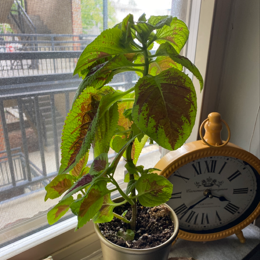Photo of the plant species Rio Grapefruit by Liece named Walt on Greg, the plant care app