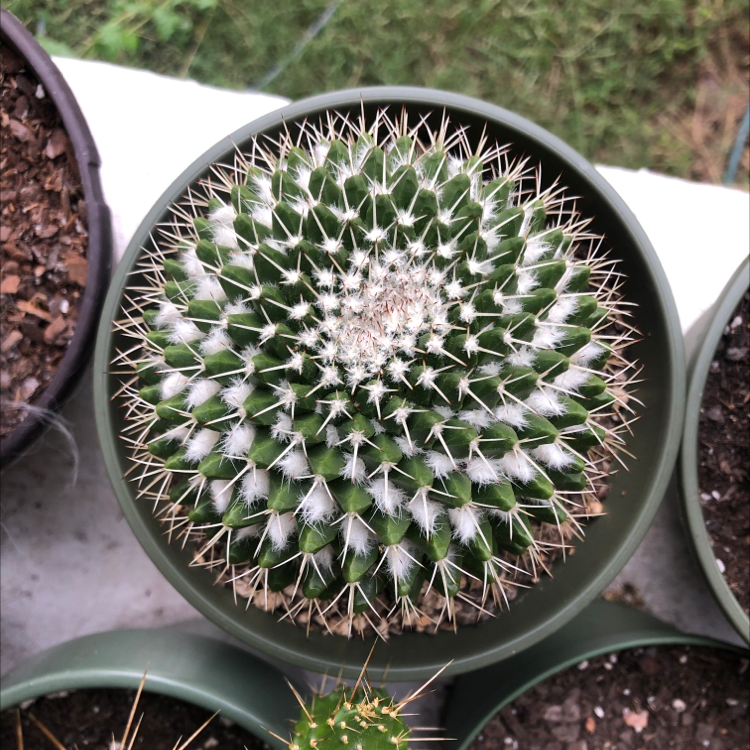 Top-down view of a healthy Mexican Pincushion cactus in a pot.