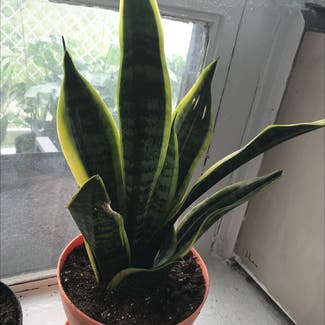 Snake Plant plant in Chicago, Illinois