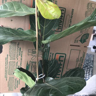 Fiddle Leaf Fig plant in Chicago, Illinois