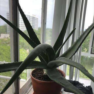Aloe vera plant in Chicago, Illinois